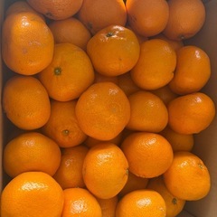 みかん　10kgの画像