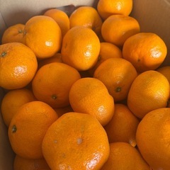 みかん　10kgの画像