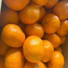 みかん　10kgの画像
