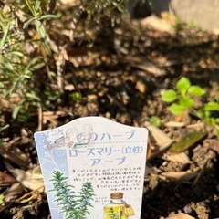 ローズマリー　立性の画像