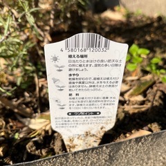 ローズマリー　立性の画像