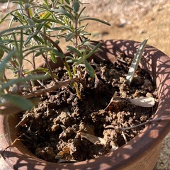 ローズマリー　立性の画像