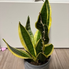 サンセベリア　トラノオ　天然　空気清浄機　観葉植物　塊根植物　多肉植物　ビザールプランツ　レアプランツ　ガーデニング　植物　グリーン　趣味　盆栽　葉　花　庭　草　インテリア　おしゃれ　飾り　園芸　の画像