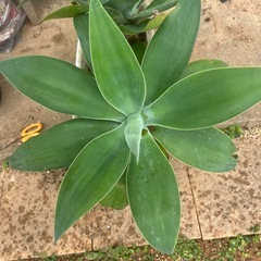 アガベ　アテナータ　　の画像