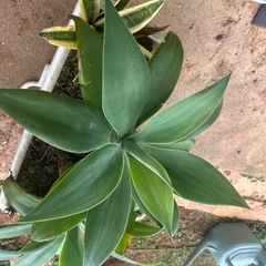 アガベ　アテナータ　　の画像