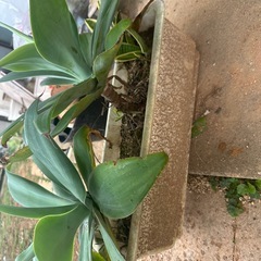 アガベ　アテナータ　　の画像