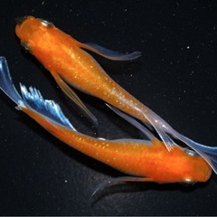 極上メダカ 紅マドンナRLF 1ペア 成魚の画像