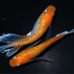 極上メダカ 紅マドンナRLF 1ペア 成魚の画像