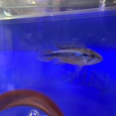 アピストグラマ　アガシジィ　オスの画像