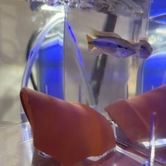 アピストグラマ　アガシジィ　オスの画像