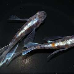 極上メダカ 墨紅玉RLF 1ペア 成魚の画像