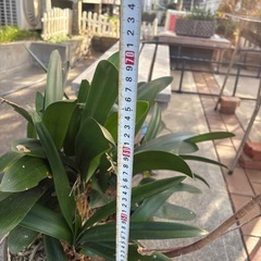 クンシラン（君子蘭）の画像