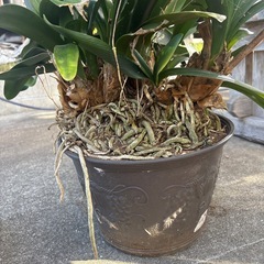 クンシラン（君子蘭）の画像