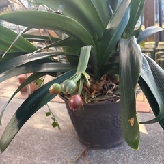 クンシラン（君子蘭）の画像