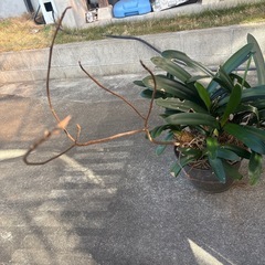 クンシラン（君子蘭）の画像