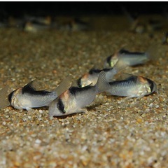 コリドラス デュプリカレウス 5匹➕国産グッピー・ブルーグラス♂7匹➕飼育用品セット纏め売りの画像