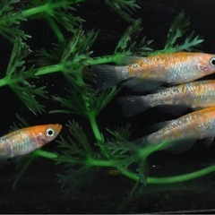 上メダカ 桜小町 ２ペア 成魚 の画像