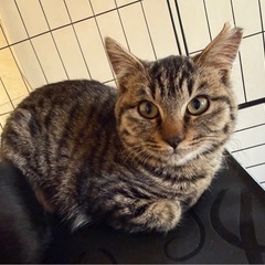 可愛いキジトラさん　２ヶ月🩷