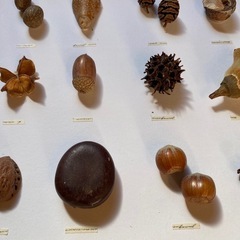 ドライフラワー　額縁　インテリア　3点の画像