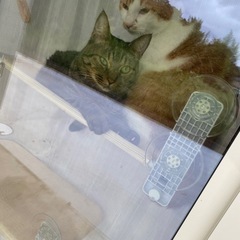 猫　窓ハンモック　おもちゃ　吸盤式　2個セットの画像