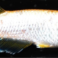 極上メダカ セレーネ 2ペア 成魚の画像