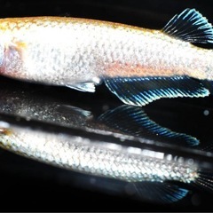 極上メダカ セレーネ 2ペア 成魚の画像
