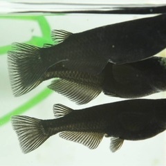 オロチメダカ 1ペア 成魚の画像