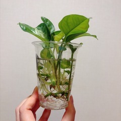 観葉植物　ポトス グローバルグリーン　の画像