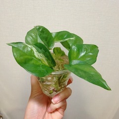 観葉植物　ポトス グローバルグリーン　の画像