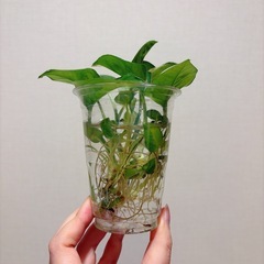 観葉植物　ポトス グローバルグリーン　の画像