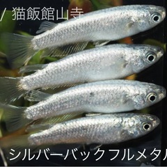 極上メダカ シルバーバックフルメタルラメ 1ペア 成魚の画像