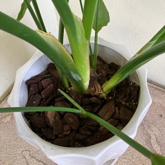 大きな観葉植物　　の画像