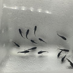 オロチダルマ〜ショート 14匹の画像