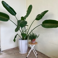 大きな観葉植物　　の画像