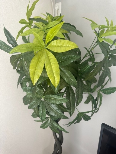造花ドットコム　　植物(フェイクグリーン)　パキラ