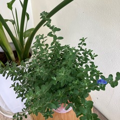 大きな観葉植物　　の画像
