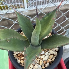 アガベ　ユッカ　サボテン　多肉植物
の画像