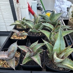 アガベ　ユッカ　サボテン　多肉植物
の画像
