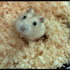 ジャンガリアンハムスター