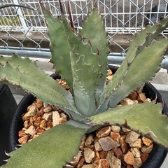 アガベ　ワコマヒー大株の画像