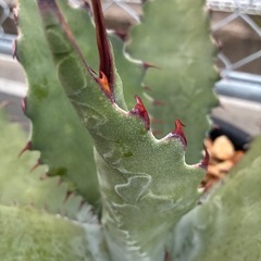 アガベ　ワコマヒー大株の画像