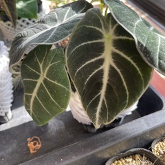 ブラックベルベットの画像