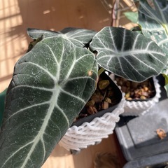 ブラックベルベットの画像