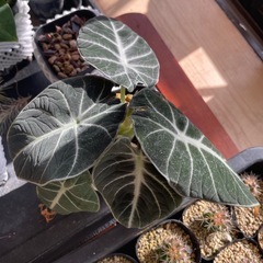 ブラックベルベットの画像