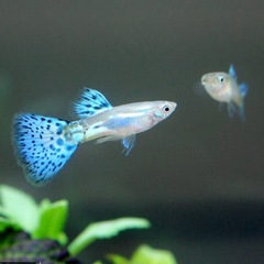 コリドラス デュプリカレウス 5匹➕国産グッピー・ブルーグラス♂7匹➕飼育用品セット纏め売りの画像