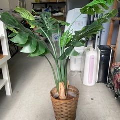 人工観葉植物の画像