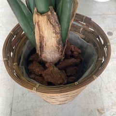 人工観葉植物の画像