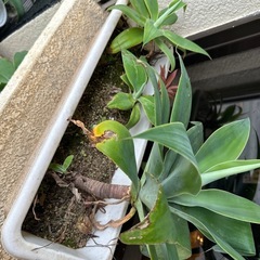 アガベ　アテナータの画像