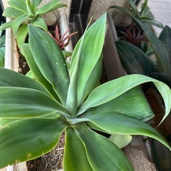 アガベ　アテナータの画像