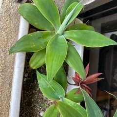 アガベ　アテナータの画像